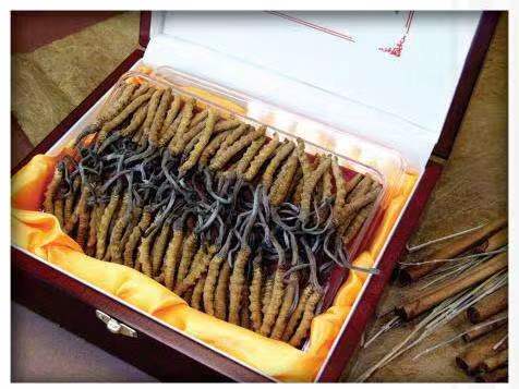 茅箭冬虫夏草回收?